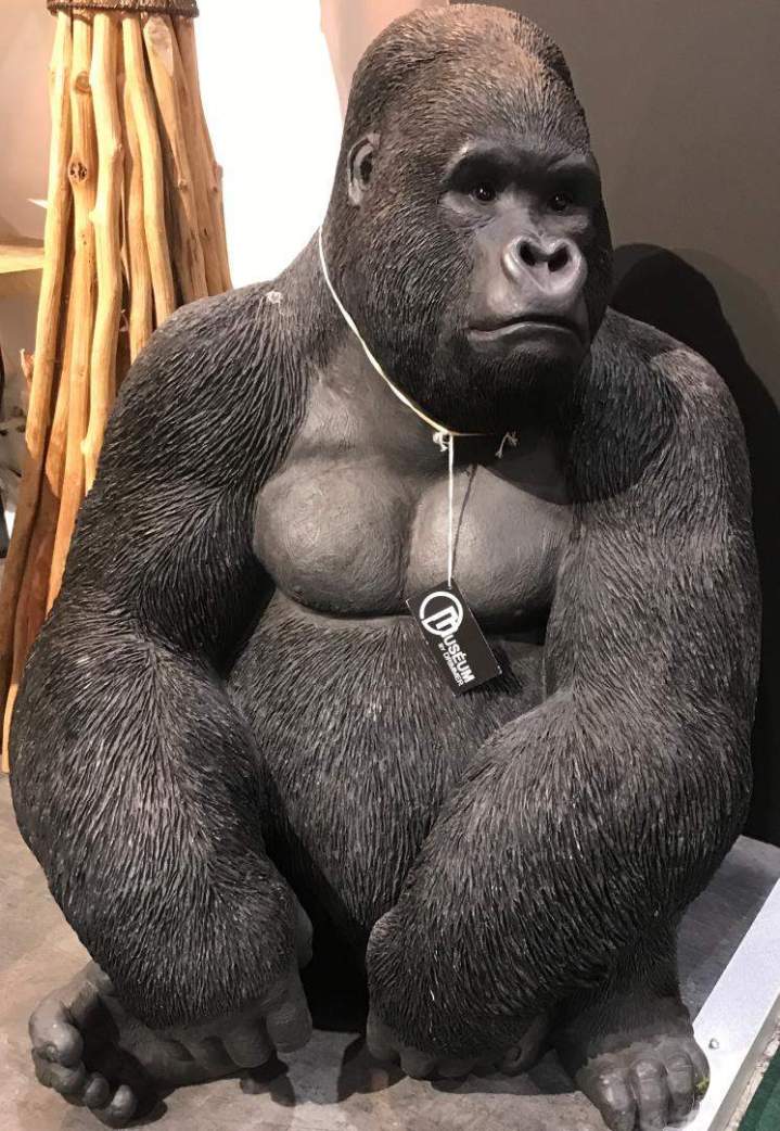 Location animaux décoratifs Paris