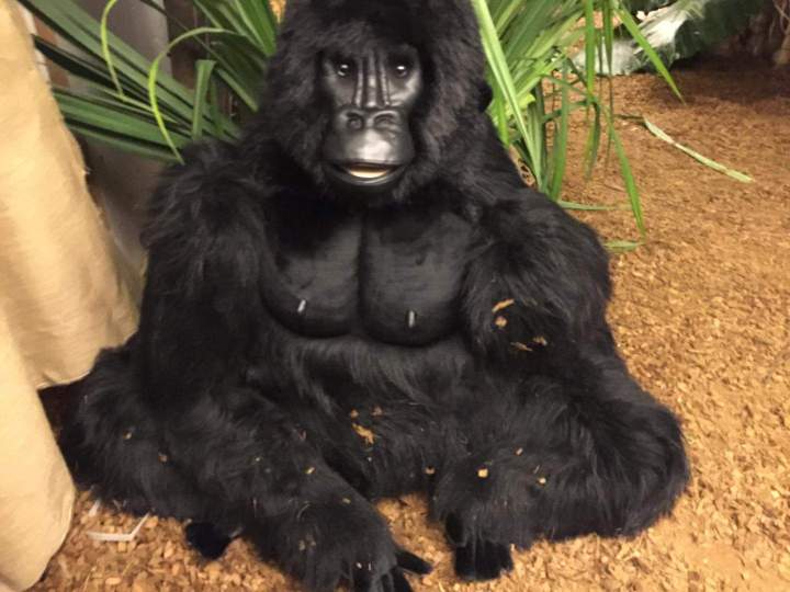 Location animaux en peluche Paris