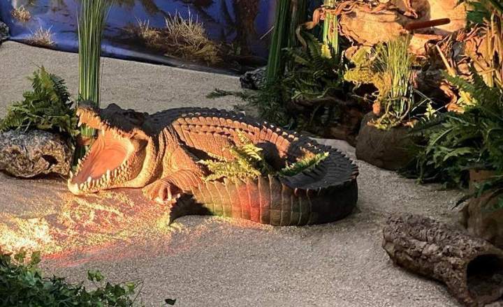 Location animaux pour événements Paris