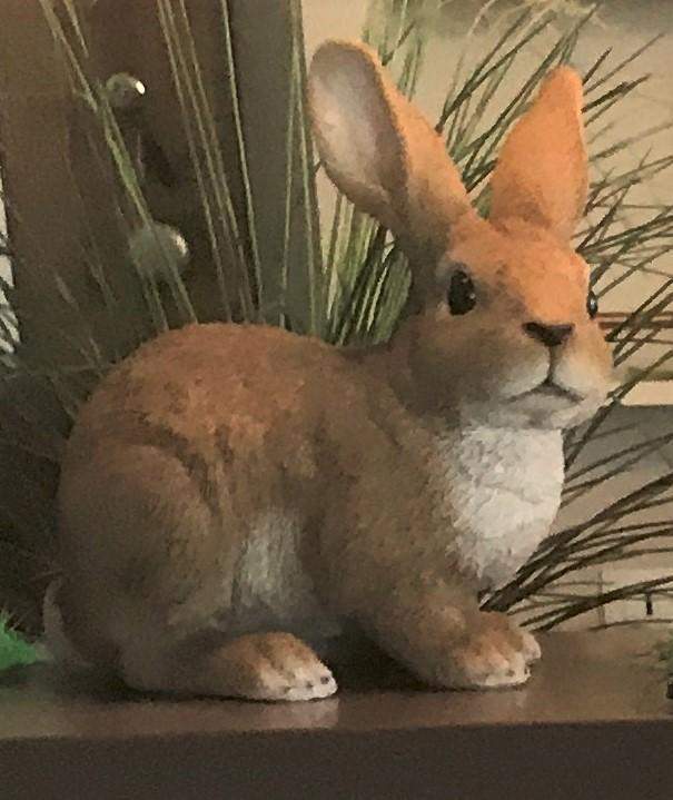 Location animaux pour salons Paris