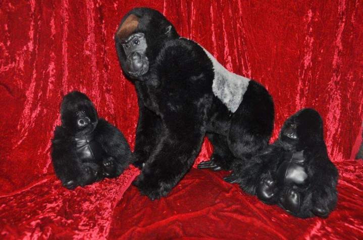 Location animaux pour vitrines Paris