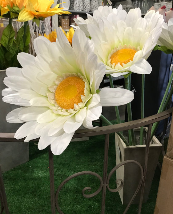 marguerite geante
